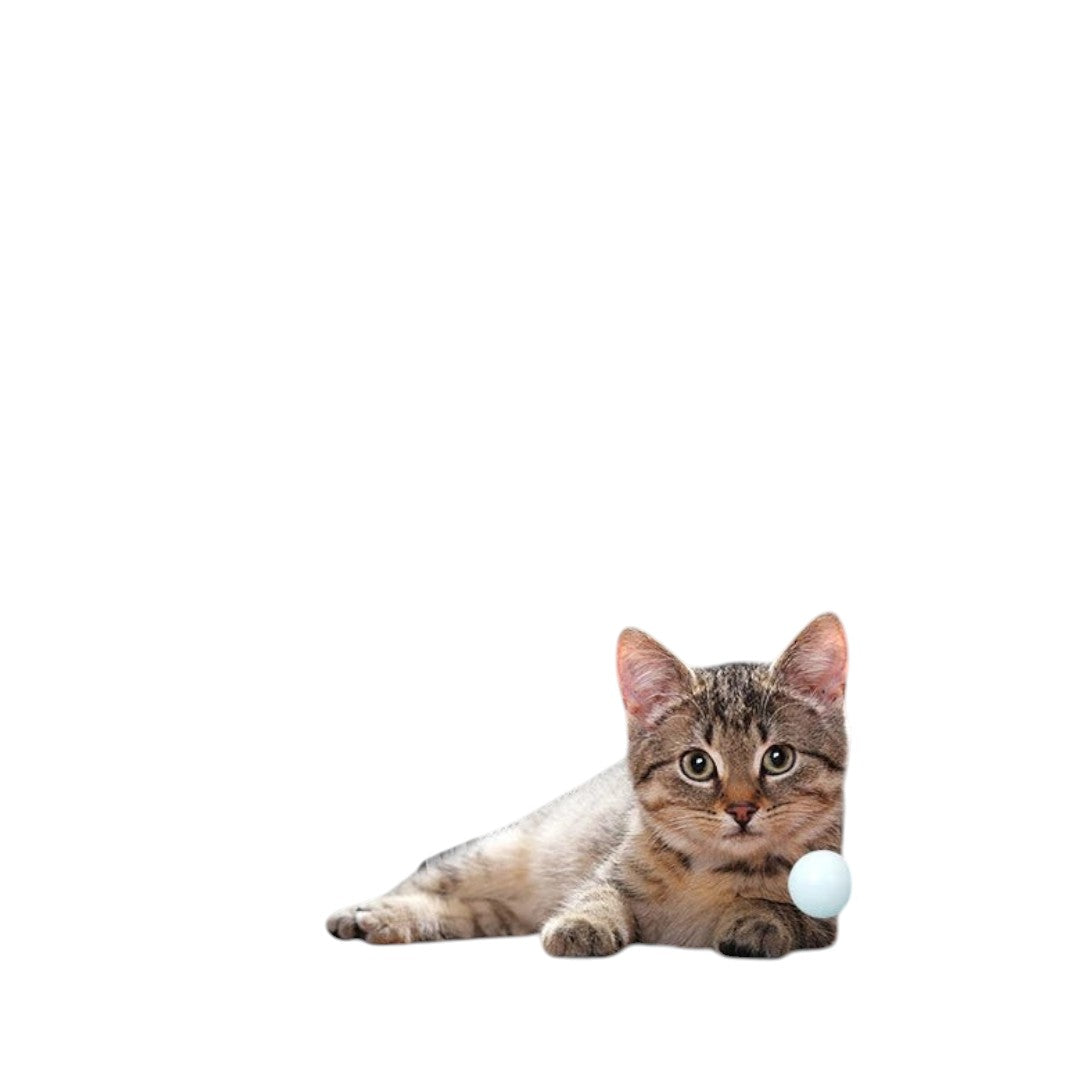 Mochila transportadora ANIMALZO tipo cápsula espacial con ventana panorámica transparente para gatos y perros pequeños