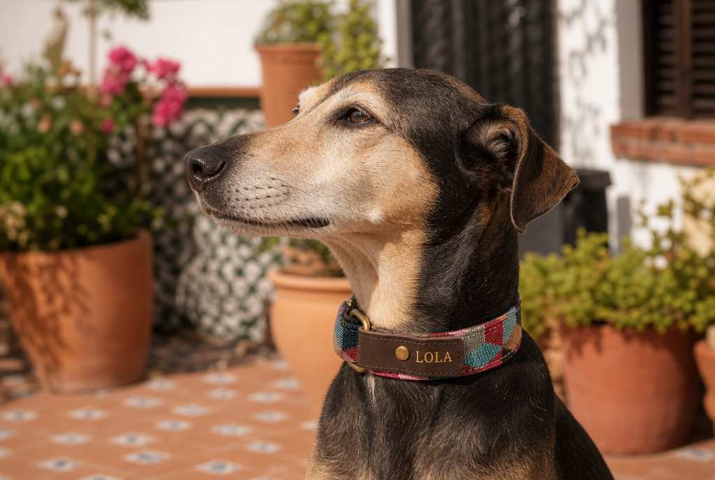 Perro con el collar Patio de cuero y tela en un patio andaluz